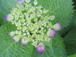 201005311800001