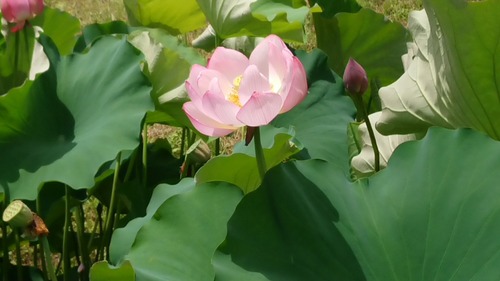 DSC_0000_BURST20180710113244884