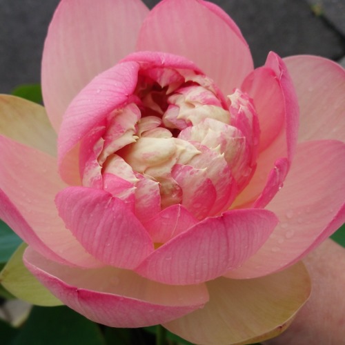 IMG_20180615_160438_220