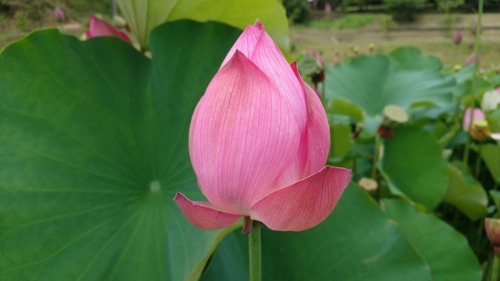 DSC_0001_BURST20180710113409227