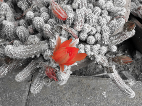 DSCN0089