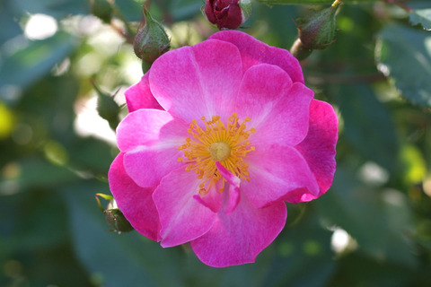 ラベンダー　ドリームsDSCF9990