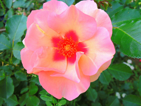 スイート　スポット　ピーチsDSCN5677