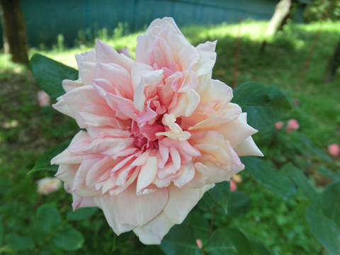 マダム　ラ　プリンセス　ドゥ　ラジウエル0231