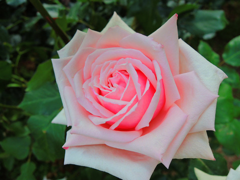 フレードリッヒ　アルベルト　クロップsDSCN5771