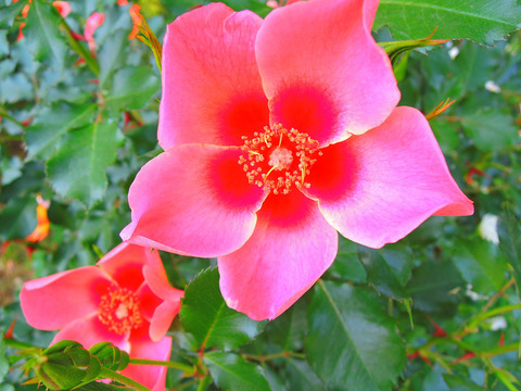 スイート　スポット　ルビーsDSCN5689