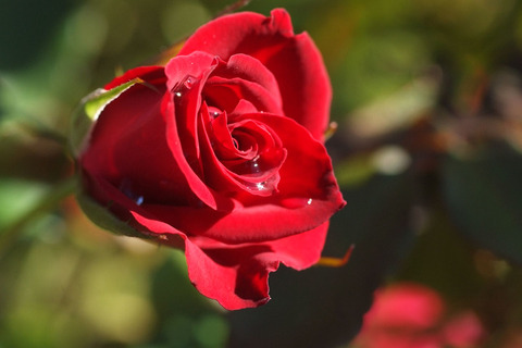 レッド　シンプリシティsDSCF9521