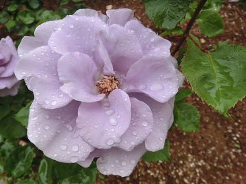 わたらせsCIMG5974