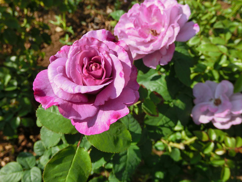 フェルゼン伯爵sCIMG6676