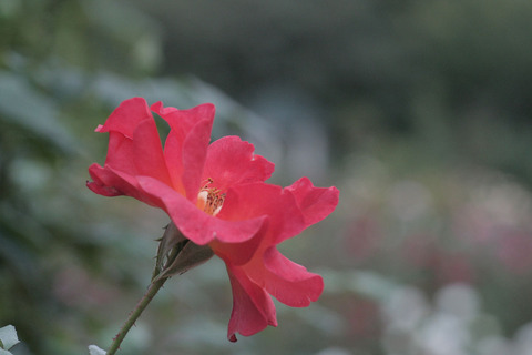 プリンセス　ミチコsIMG_6517