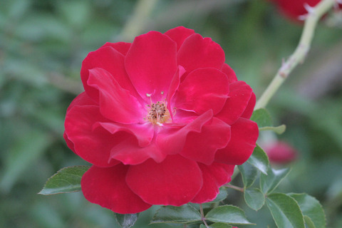 マイナー　フェアーsIMG_7662