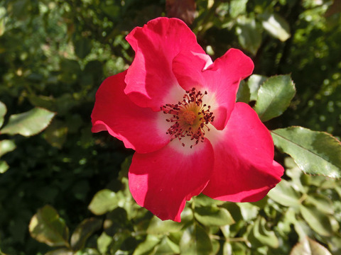 シェリー　メイディランドsCIMG8244