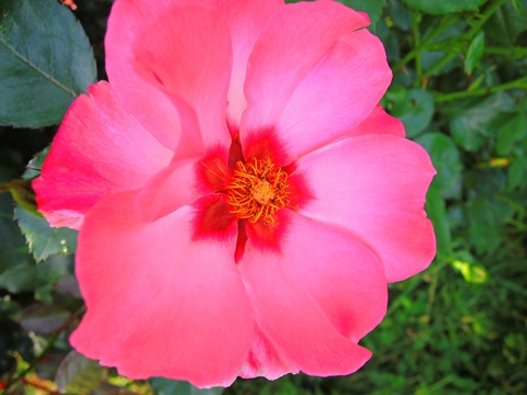 アリッサ　プリンセス　オブ　フェニキュアsDSCN5711