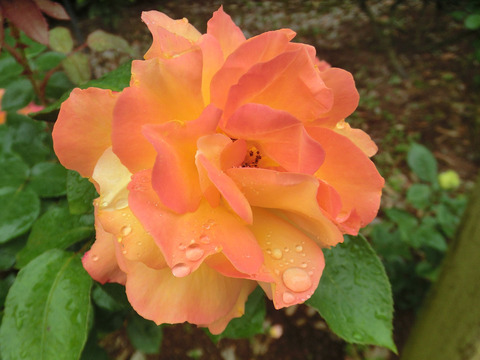 スヴニール　ドゥ　アンネフランクsCIMG6168