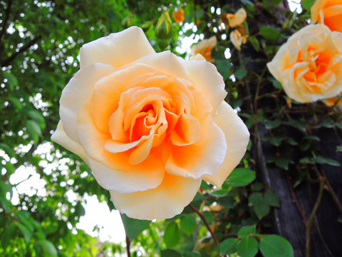 レディ　ヒリンドンsDSCN5830