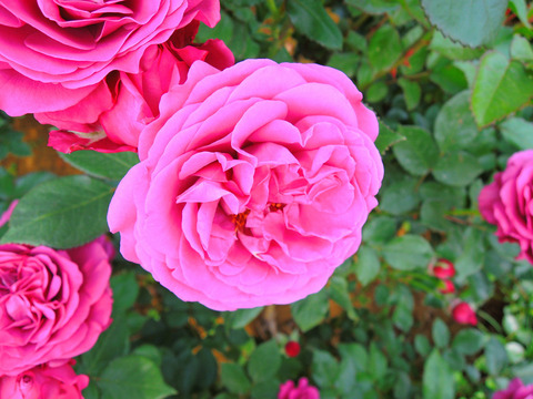 プラム　パーフェクトsDSCN6011