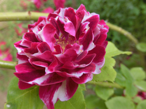 バロン　ジロー　ド　ランsCIMG4966