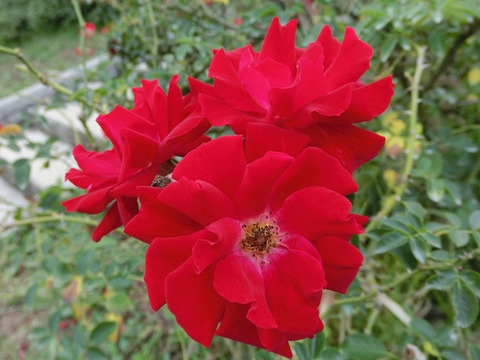 マイナー　フェアーsCIMG7531