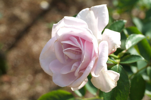 ラガーフェルドsDSCF0737