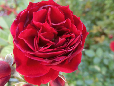 ルビー　フラワー　カーニバルsCIMG8997