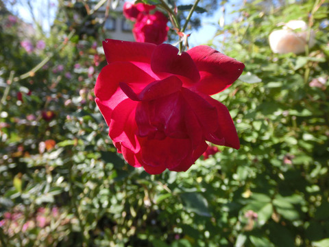 ロサ　キネンシス　センパフローレンスsCIMG8299