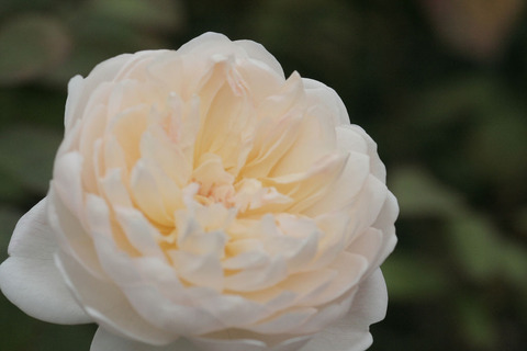 グラミス　キャッスルsIMG_4331