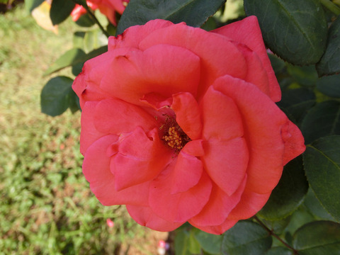 グラフ　レナート7085