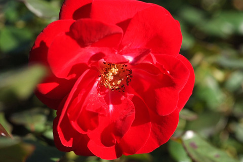 マリアンデールsDSCF9630