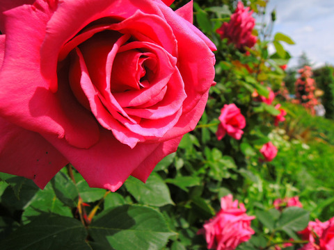 しうん　紫雲sDSCN4841