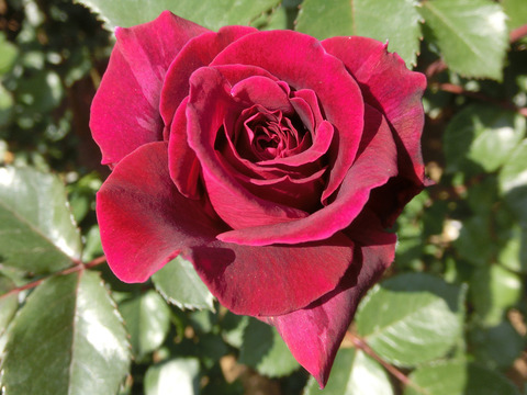 ジプシー　ソウルsCIMG4009