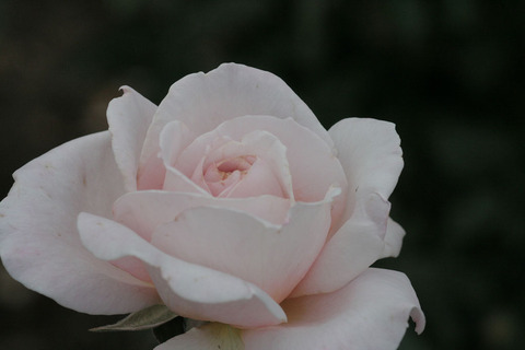 Ｇ．Ｄ．ルイーズsIMG_5445