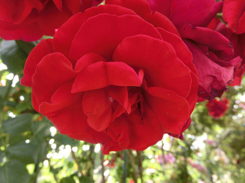 ウルメール　ムンスター1668