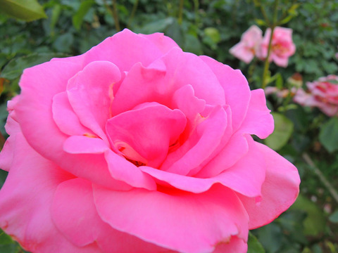 プリンセス　マーガレットsDSCN7124