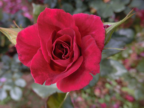 フランクリー　スカーレットsCIMG5373