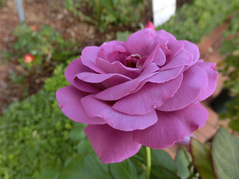 フェルゼン伯爵sCIMG6421