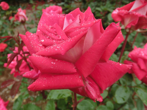 ラブsCIMG6490