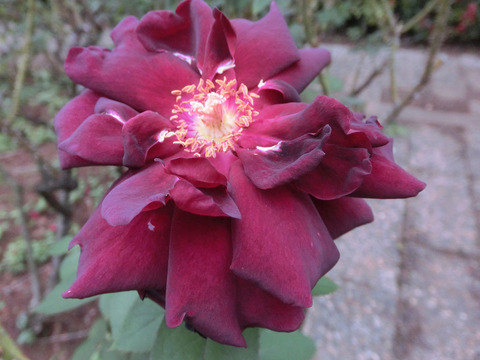 オクラホマsCIMG4879