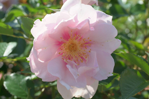 クー　ドゥ　クールsDSCF1488