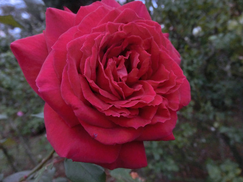 ウィンショッテンsCIMG8506