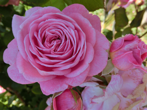 マリー　ヘンリエッテ1118