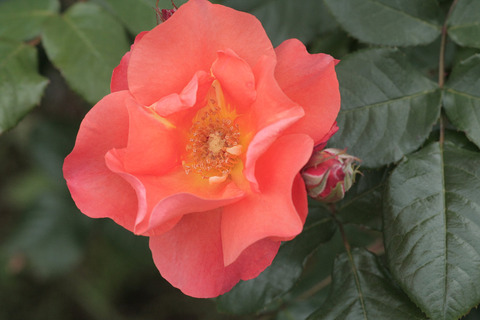 プリンセス　ミチコ5452