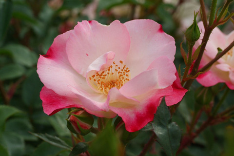 はながすみ　花霞　（はながすみ）sDSCF2497