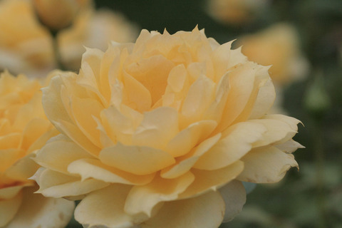 サニー　アンティークsIMG_6707