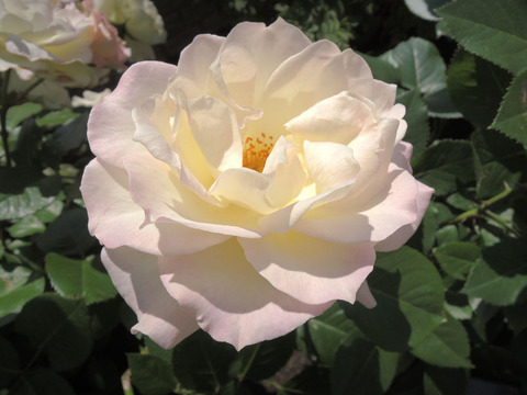 シトロナード3179