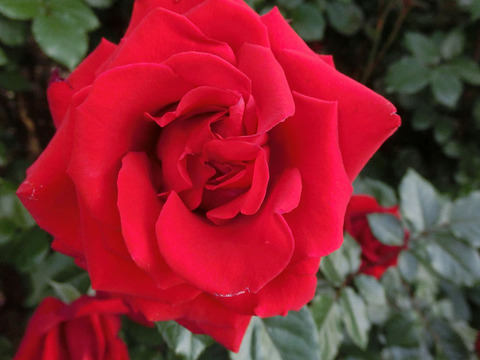 レッド　クイーン2795