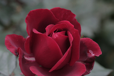 マヨルカsIMG_5366