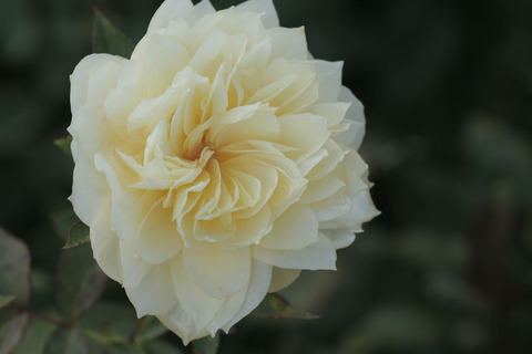 こいきらら　恋きららsIMG_4754