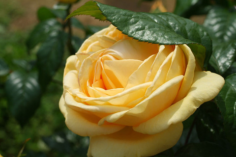 ティップン　トップsDSCF1846