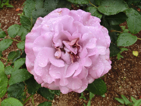 ネプチューンsCIMG6236