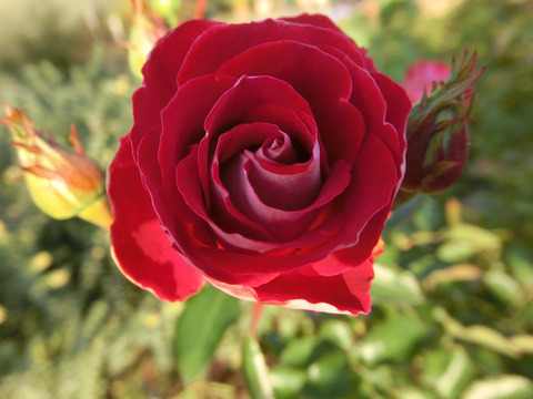 がくのゆめ　岳の夢sCIMG8970